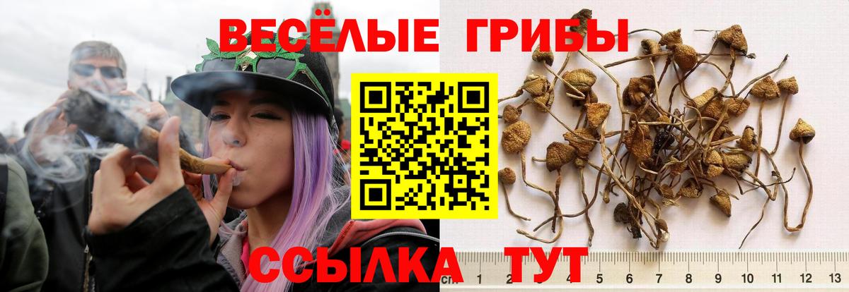 Галлюциногенные грибы прущие грибы  Вход с VPN  где найти   Семилуки 